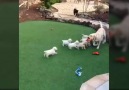 Yavru Köpekler Oyun İstiyor