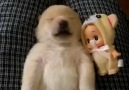 Yavru Köpek Rüyalanıyor..:)Dream Puppy sees ...:)
