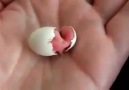 Yavru Kuşun Yumurtadan Çıkış Anı