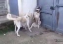 Yavrulara kızdığı için eşinin şerrine uğrayan köpek