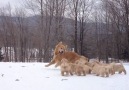 Yavrularıyla Karda Çılgınlarca Eğlenen Köpek
