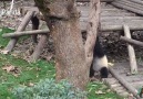 Yavru Panda için Sıradan Bir Gün