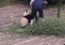 Yavru Pandanın Bakıcı Aşkı