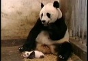 Yavrusu Hapşıran Pandanın Korku Dolu Anları xD