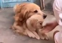 yavrusunu insanlardan koruyan anne köpek