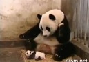 Yavrusunun hapşırığından korkan panda :))))