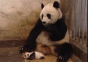 Yavrusunun hapşırığından korkan sevimli Panda :)