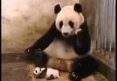 - Yavrusunun hapşırmasından korkan anne panda yerinden böyle zıpladı...