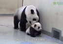 Yavrusunu yatağa götüren anne panda