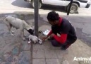 YAVRUSU YARALI KÖPEK YARDIM İSTİYOR