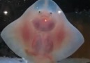 Yavru Vatos Balığı