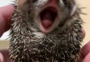 Yawn!!!!!- Prickle Pack Hedgehogs