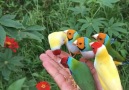 Yaya-Love - Super Beautiful & Colorful Birds! Facebook