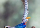 Yaya-Love - The Beautiful Natural Birds Facebook