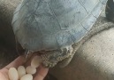 Yaya-Love - Turtle Raising Techniques Facebook