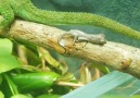 Yay!!! Carmen gave birth to 24 litte... - Knysna Dwarf Chameleon