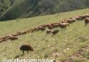 Yaylalarımızdan özlem ve Hasret kokan bi video