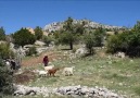 YAYLA YOLLARIKÖYCEGiZ FEN LiSE ÖGRENCiSi VE PROJE EKiBi EMiNE BERiL KARAKUS