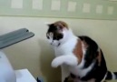 Yazıcıyı döven kedi :)