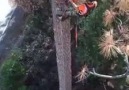 (y) Chainsaws & Woodworking - Chainsaws & Forestry