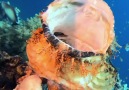 Yehia Ibrahim - Scorpionfish Fransen-Drachenkopf Facebook