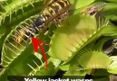 Yellow jacket wasps are lured into a deadly trap. . .Credit ViralHog