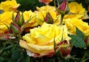 Yellow Roses