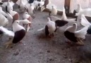 yelpaze kuyruk