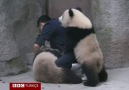 Yemek beklerken ilaçla karşılaşan panda yavrularının intikamı