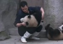 Yemek yerine ilaçla karşılaşan pandaların intikamı :)