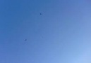 Yeni başlayan erkek bozdumanlı - Daha teke düşmedi.