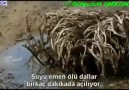 Yeniden Diriliş Bitkisi (kün fe yekü)