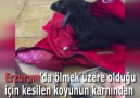 Yeni doğan kuzu Anne diye bağırdı