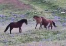 Yeni Doğum Yapan At bakın yavrusunu nasıl Koruyor......