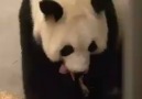 Yeni doğum yapan PANDA ve yavrusu