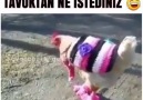 Yeni Gelin Tavuğu