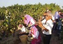 Yeniköy yayla şenlikleri bağ bozumu