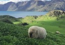 Yeni Zelandanın muhteşem doğası