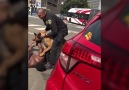 Yes that is a police K9. Yes the man is handcuffed...Full Story