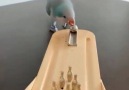 Yetenek Abidesi Papağan