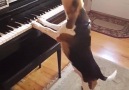 Yetenekli Köpeğin Piyano Resitali