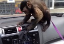 Yıkamacı Maymun - Alanyalı Dublaj