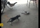 Yılan avındaki kediye eşek şakası