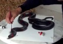yılan çizimi