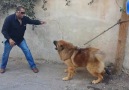 Yılanı gören Köpek Bakın Ne yapıyor(Sonuna kadar İzleyin)