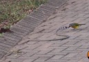 Yılanı Rahat Bırakmayan Çılgın Kuş :)