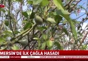 Yılın ilk çağla hasadı Mersin&yapıldı