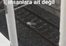 Yilmaz Çevik - Şirin yer istasyonunda köpeği tren...
