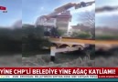 Yine CHP&belediye yine ağaç katliamı!