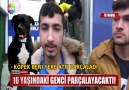 Yine pitbull dehşeti!